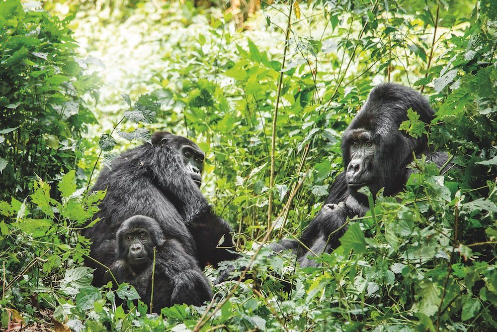 Hang out with the gorilla doctors: Adventure World is helping save Rwanda’s primates