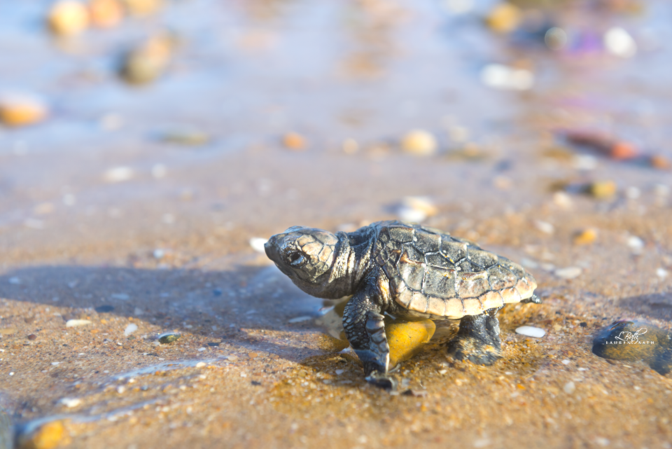baby-turtles-spend-20-30-years-riding-the-ocean-currents-before-returning-to-their-birthplace-to-nest.-where-they-go-is-still-a-mystery