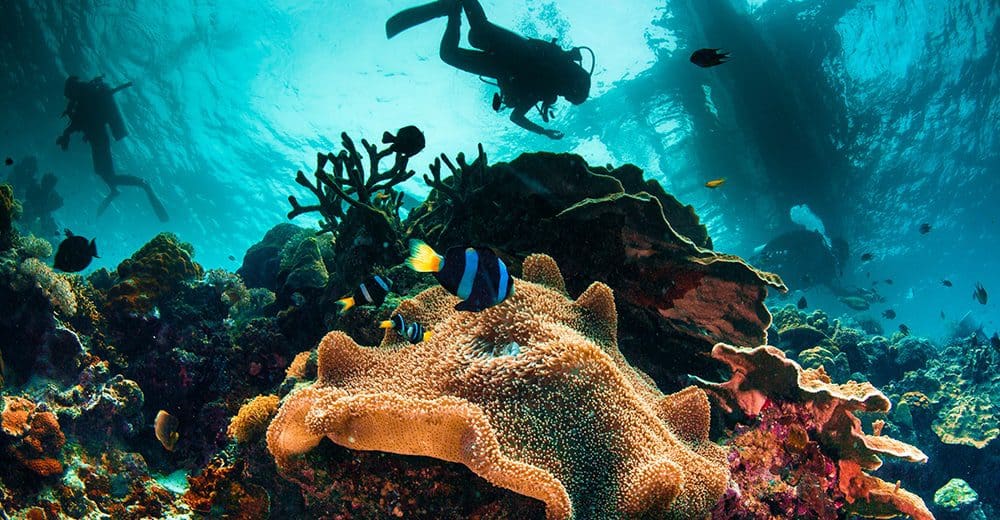 Underwater playground New Caledonia