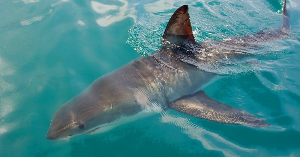 Drones meet sharks - what's not to love?
