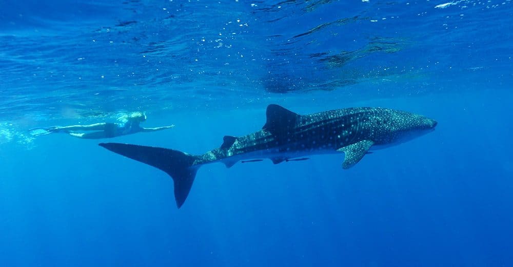 Whale sharks sighted off WA’s mid-north coast