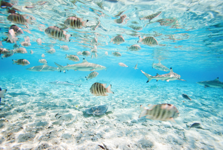 Screen Shot 2016-02-01 at 4.38.14 pm