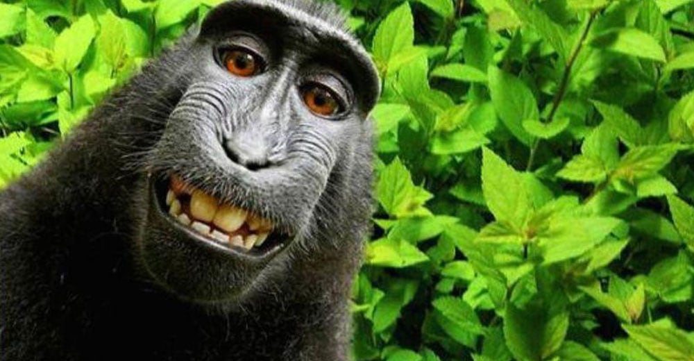 Even monkeys love to take selfies