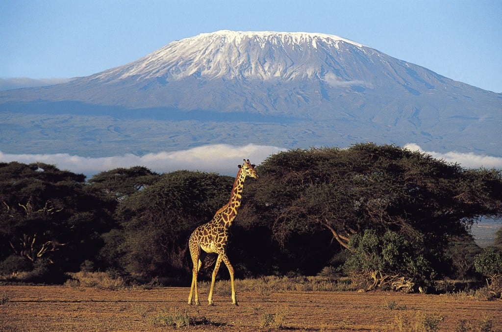 Tues 22 Mar: 10 travel news stories you need to know today 31 Adventure World_Kenya_Giraffe
