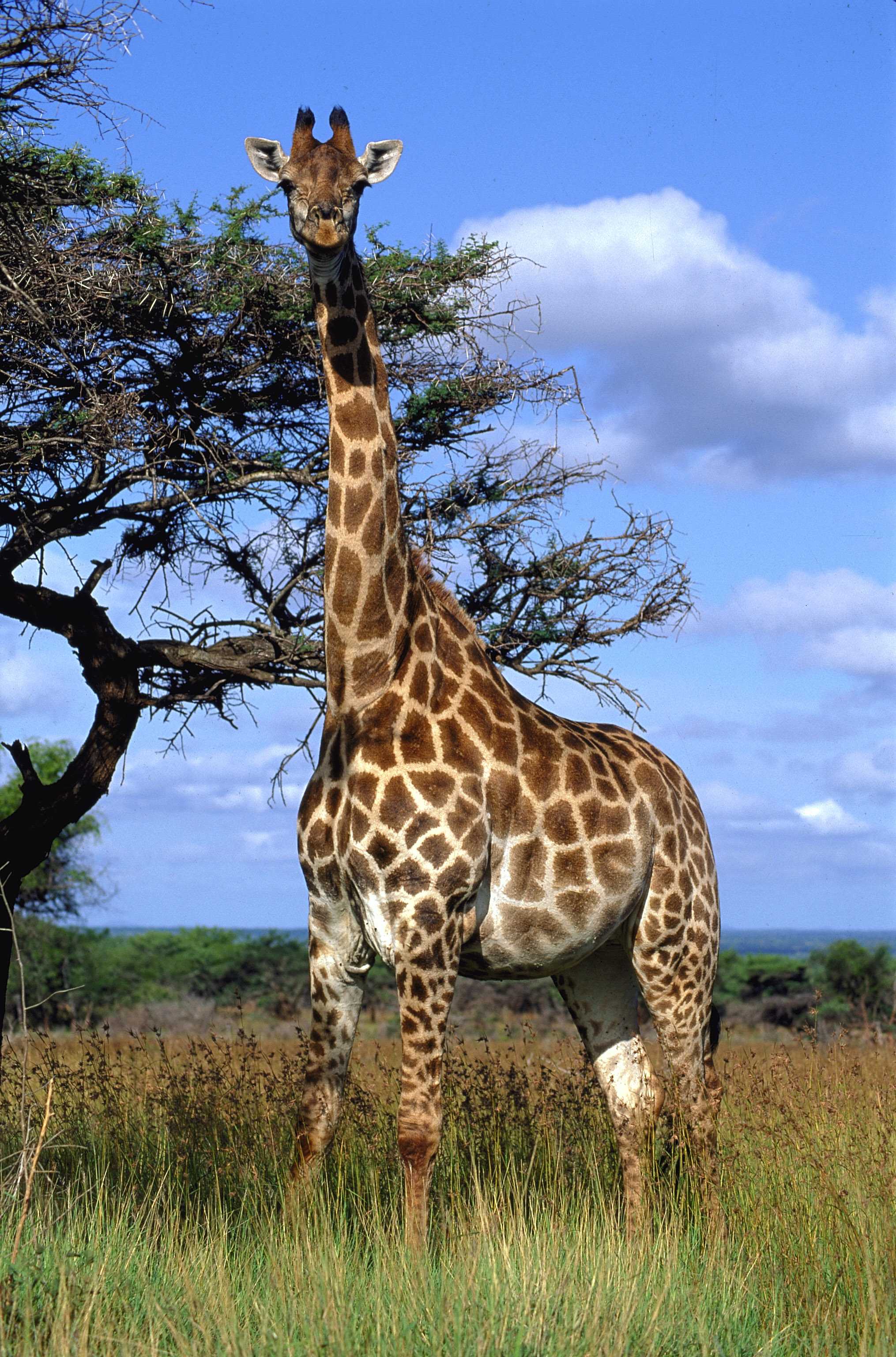 Wendy Wu 'Tours' two new destinations 8 Giraffe 01302144
