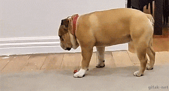 5 reasons why you had better get your facetime ticket now! 18 giphy-1