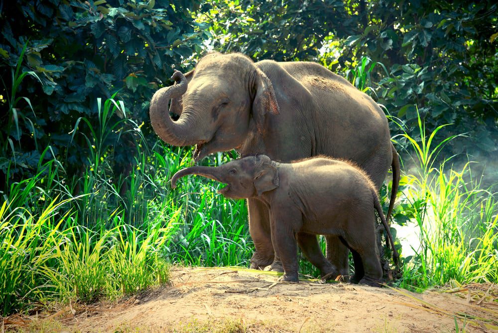 Two elephant friendly sanctuaries in Thailand