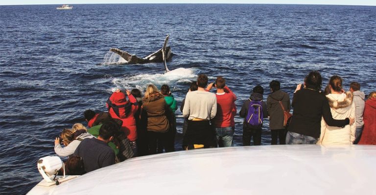 Have a Whale of a time with Captain Cook Cruises