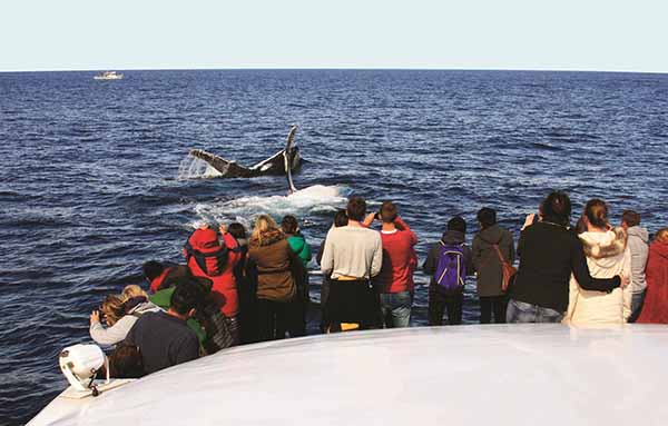 The Daily Travel Agent: Tues 28 Jun 23 Travel Agent whale