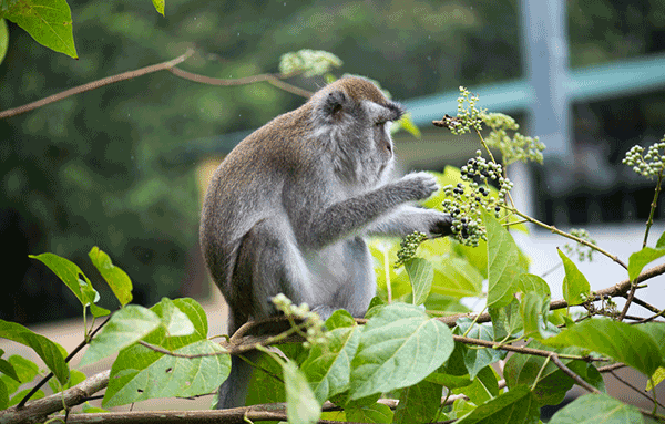 7 incredible experiences waiting for you in Malaysia 31 bako