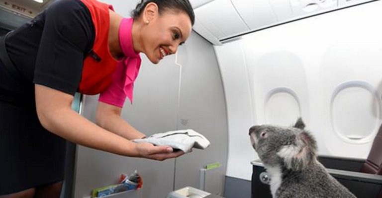 The ins and outs of travelling with pets: An airline guide