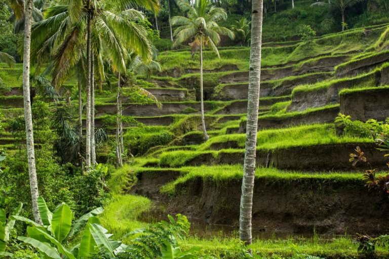 UP FOR SOME DIGITAL UPSKILLING ON A RETREAT IN UBUD? YES PLEASE
