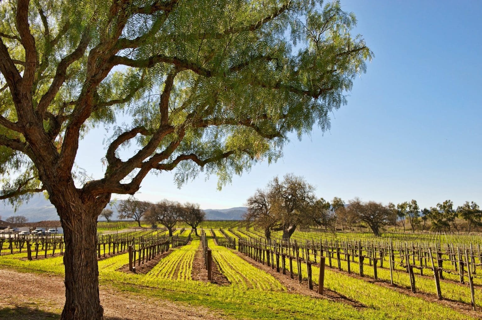 5 Tips to Experiencing Santa Barbara’s Wine Country