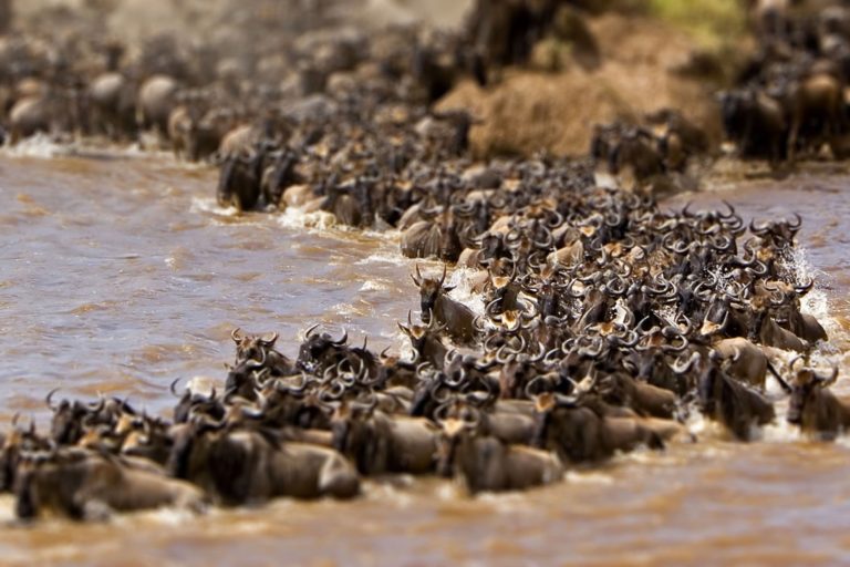 Top 7 wildlife migrations around the world