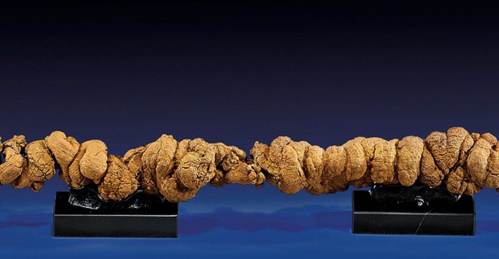 Britain's National Poo Museum to go on tour in 2017 KARRYON