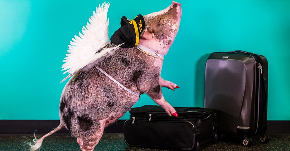 What a pig! Find out why a hog with wings is walking around San Fran Airport