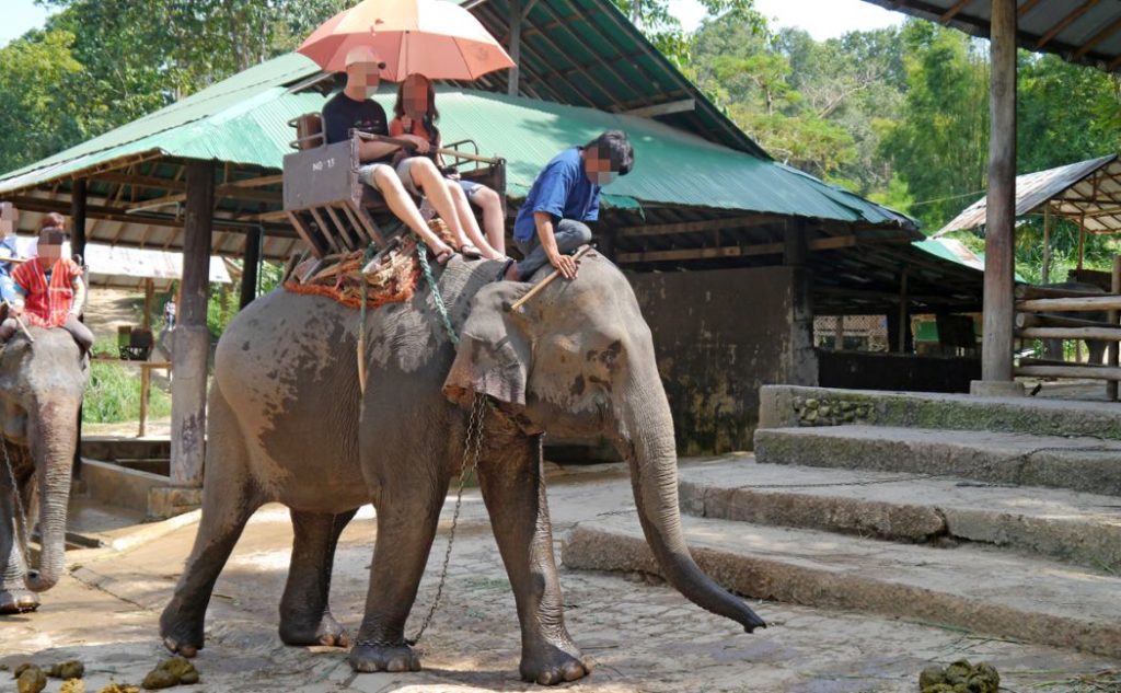 Here's another reason to banish elephant rides from your travel itinerary