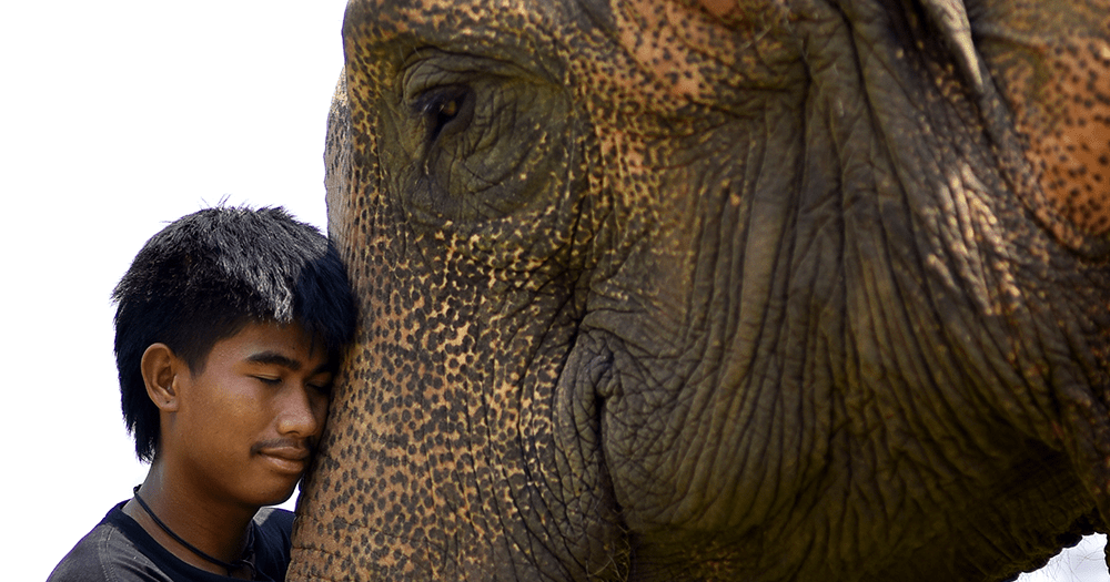 Elephants play Polo in Bangkok to raise millions