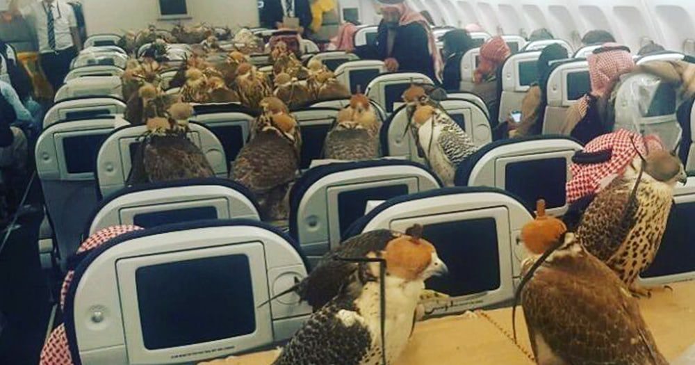 Saudi prince buys 80 airline tickets for his 80 falcons