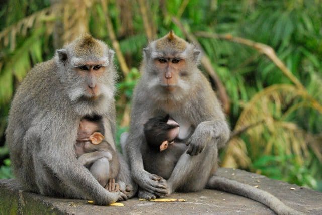 monkeys-bali-karryon