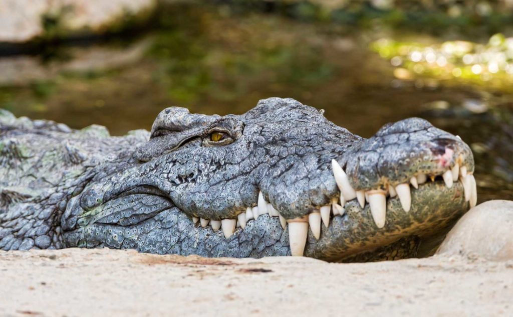 Crocodile 1. Trophy Hunter 0. Croc eats hunter in Zimbabwe