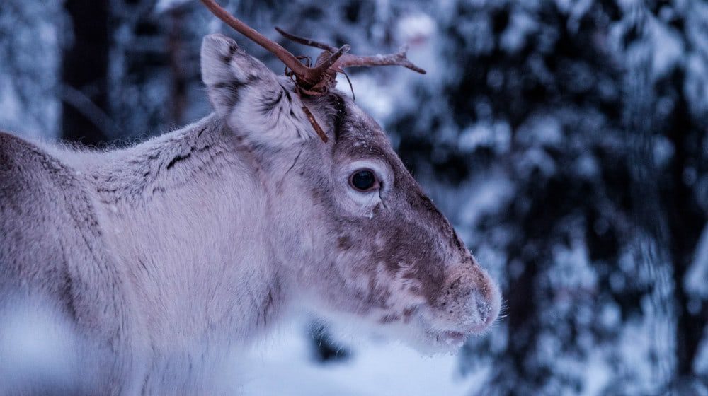 Move over Netflix, Norway is live streaming their reindeer migration