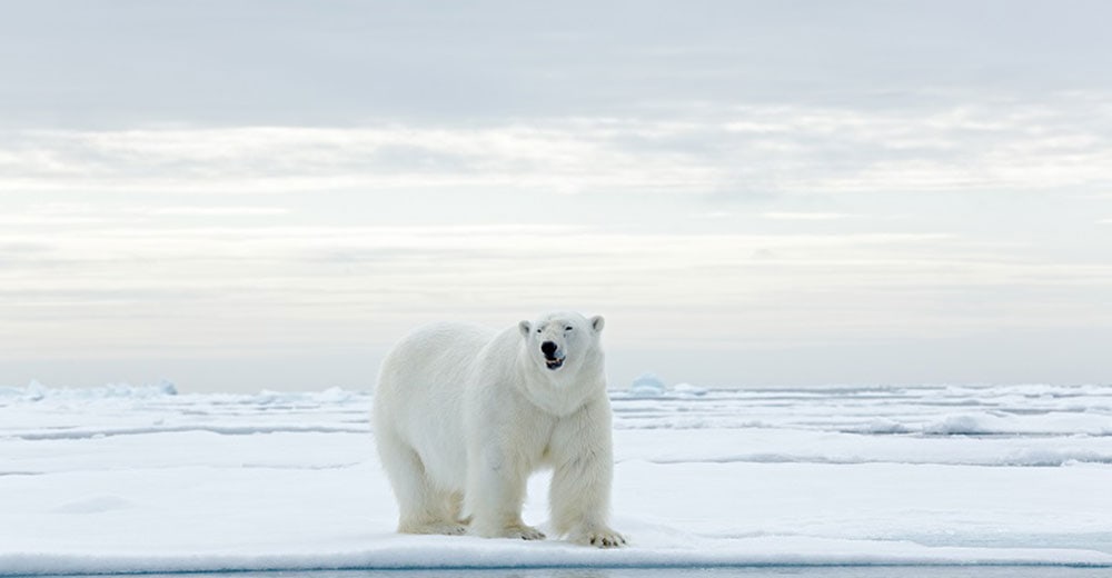 The Ultimate Bucket List: Your Top Guide to selling the Arctic