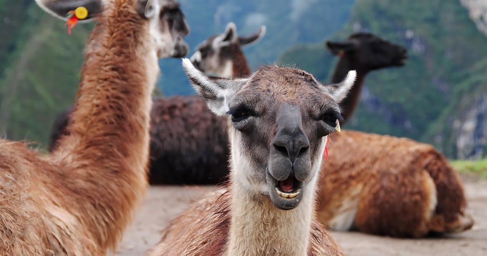 Flying Business Class to Argentina is cheaper than buying a pregnant llama