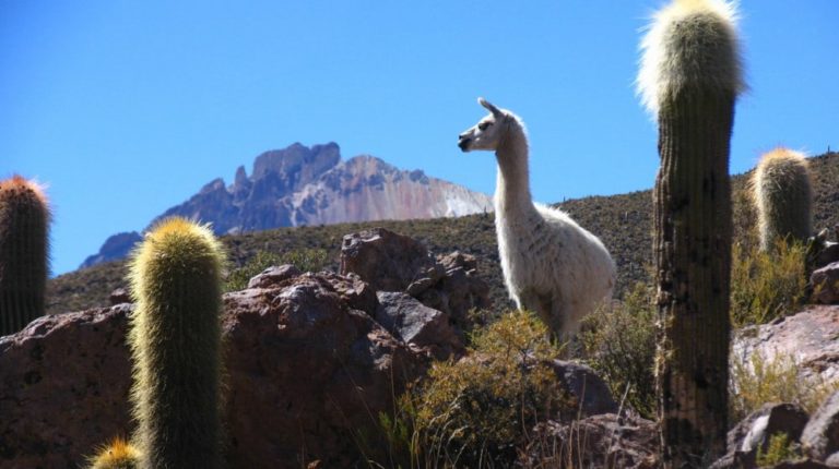 Contiki travels to 2 new Latin American countries – Bolivia and Chile