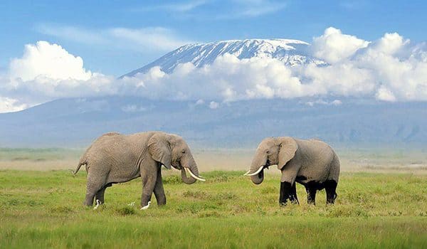elephants-karryon-tanzania