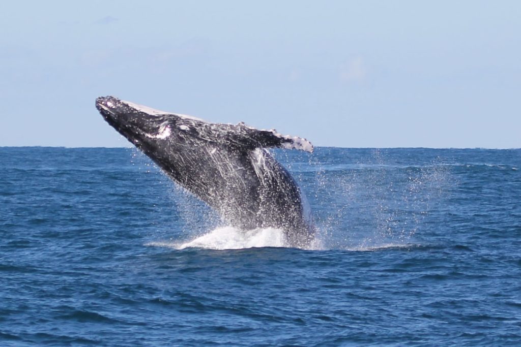 Where to have a whale of a time in Australia
