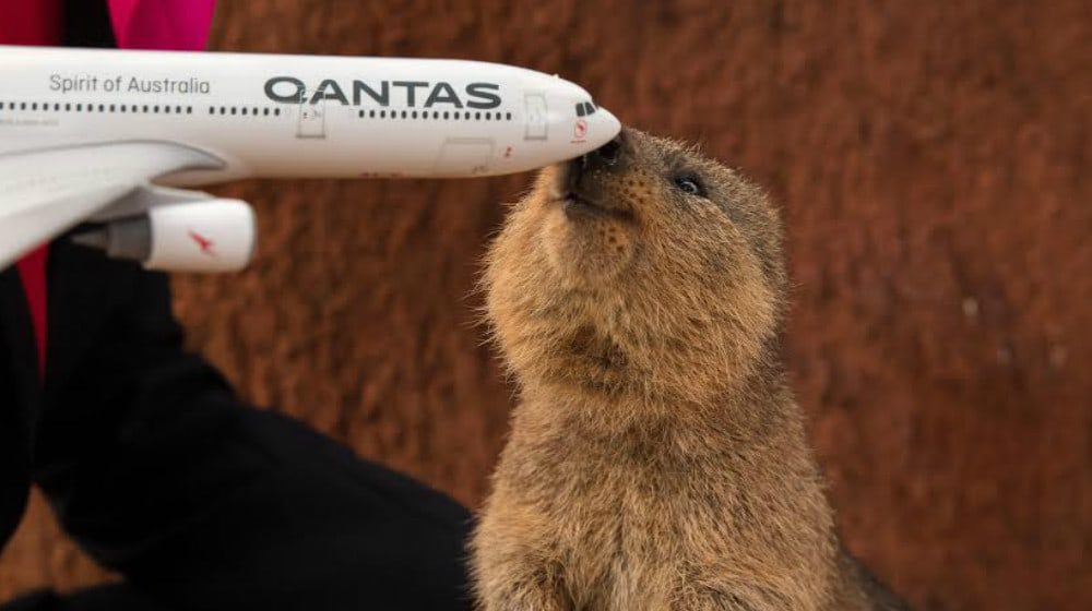 Hop aboard the flying Quokka: Qantas reveals the names of its Dreamliners