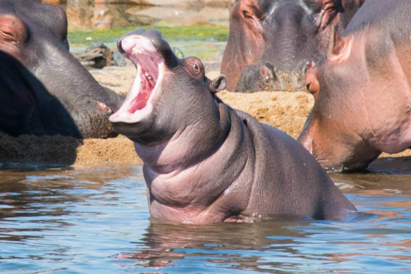 A BIT ON THE SIDE: JASON DUTTON SMITH, WELLTRAVELLED 19 Jason Dutton-Smith - Photography