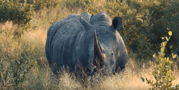 Screen Shot 2017-07-07 at 10.54.02 AM