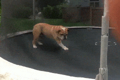 CRAZY CRUISE SHIPS! ROYAL CARIBBEAN TAKES LASER TAG & TRAMPOLINES OUT TO SEA 8 tumblr_mak77y6MKD1r5c792o6_250