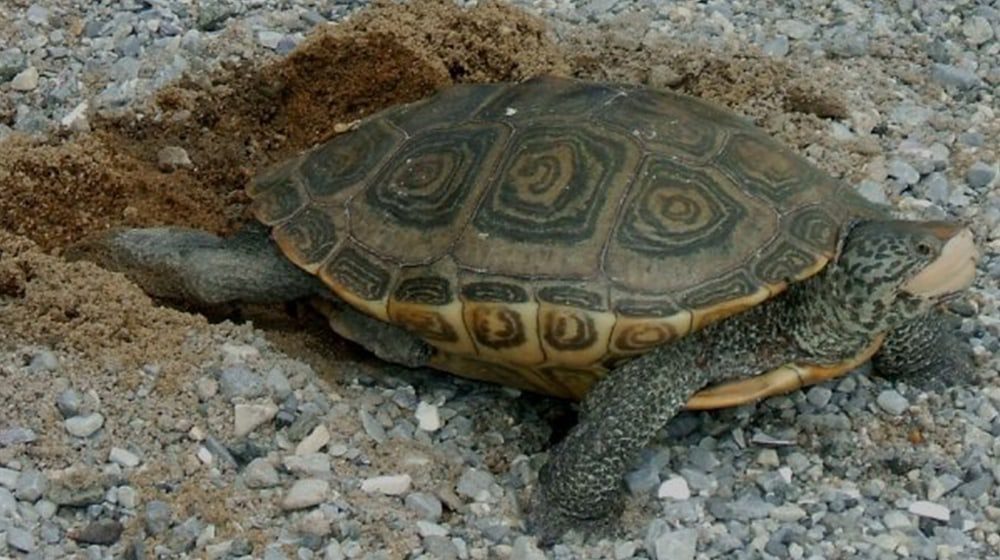 Turtles on the runway, one reason for flight delays most people will accept