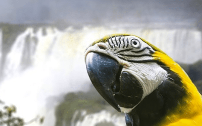 SOUTH AMERICA SAVINGS! FLY FREE OR TAKE $2,500 OFF LATIN TOURS 12 antartica-deal1-400x250