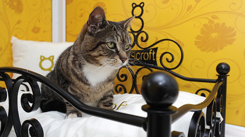 HOTEL OFFERS CATS CLIMATE-CONTROLLED ROOMS THAT RIVAL BACKPACKERS LODGES