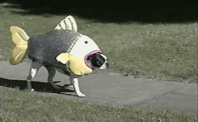 giphy