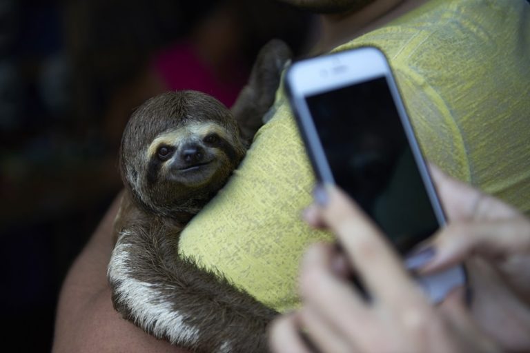 Instagram urged to clamp down on cruel wildlife selfies