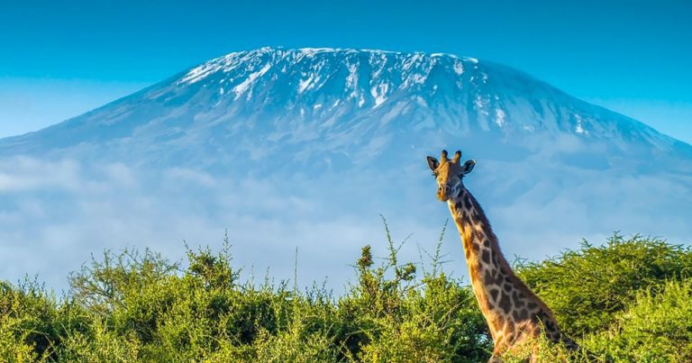 Agents set off to climb Mount Kilimanjaro on an unexpected adventure