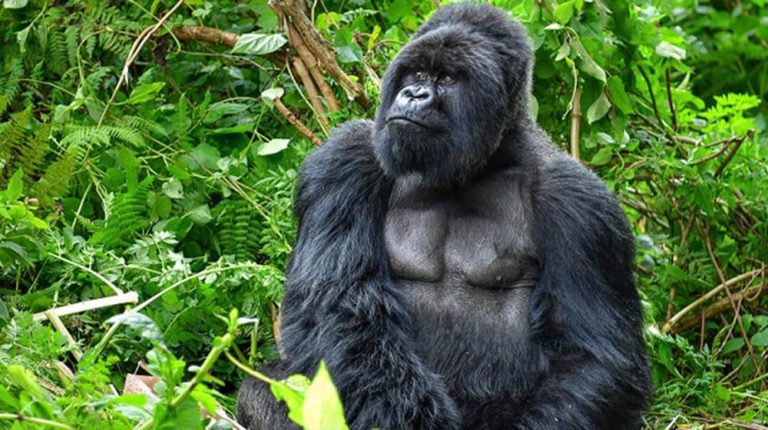 Gorilla trekking takes off as numbers rise