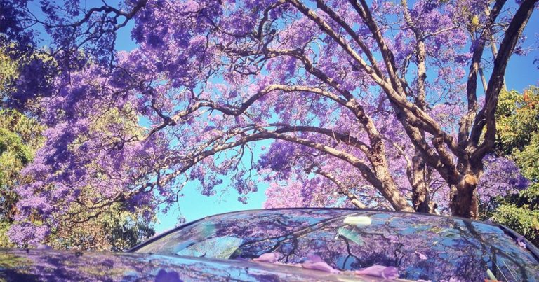 Say G’day to Sydney’s latest Tourist trend: Jacaranda Trees