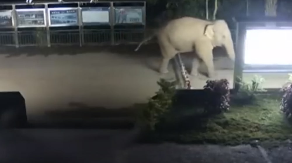 Adorable elephant illegally crosses border from China into Laos