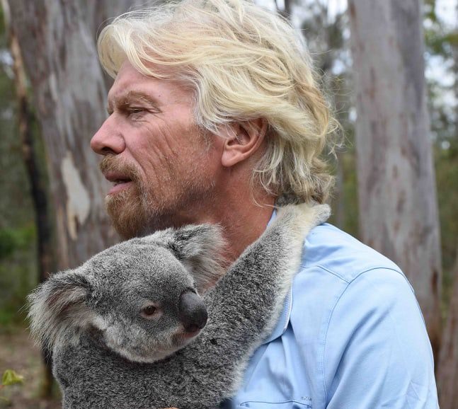 What has Branson got to do with the future of the koala?