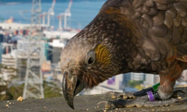 Zealandia is the world's first fully-fenced ecosanctuary. Image: visitzealandia.com 