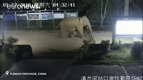Elephant crossing border