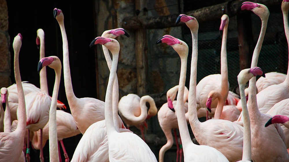 #FLAMINGOALS: Do you have what it takes to be Chief Flamingo Officer in the Bahamas?