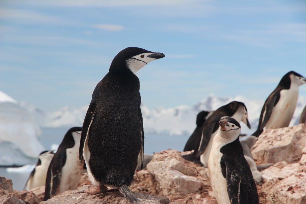 Antarctica: Chinese tourists told not to touch penguins
