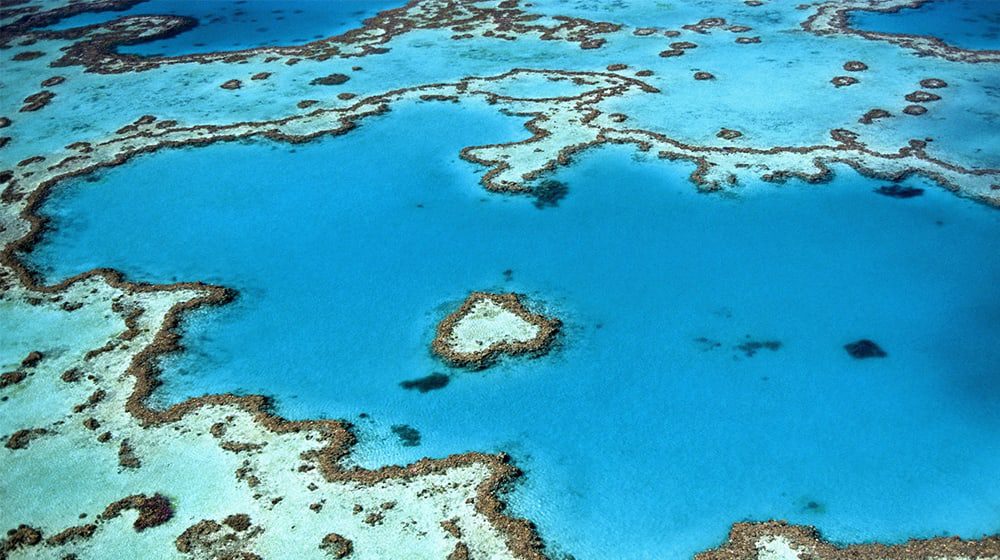 Travel industry GMs help to save the Great Barrier Reef